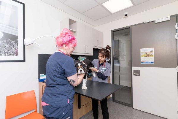 Services - North Shore Veterinary Hospital